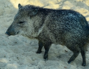 Mamíferos da Caatinga 3