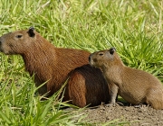 Mamíferos da Caatinga 4