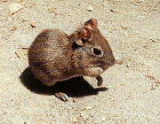 Mamíferos da Caatinga 5