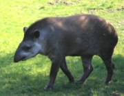 Mamíferos do Cerrado 2