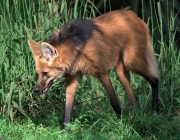 Mamíferos do Cerrado 4