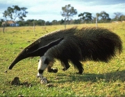 Mamíferos do Cerrado 5