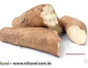 Mandioca Amarela 4