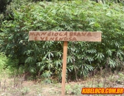 Mandioca Brava 5