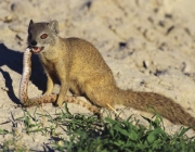 Mangusto  Predador Natura da  Surucucu do Papo Amarelo 4