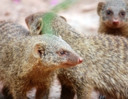 Mangusto  Predador Natura da  Surucucu do Papo Amarelo 5