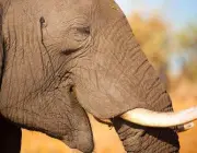 Marfim de Elefante 1