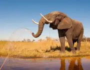 Marfim de Elefante 3