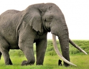 Marfim de Elefante 4