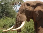 Marfim de Elefante 5