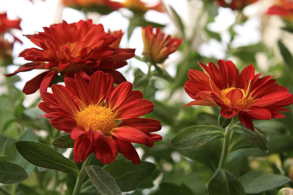 Flor Margarida Vermelha: Fotos e Características | Mundo Ecologia