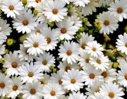 *** White Daisies *** Wide Desktop Background