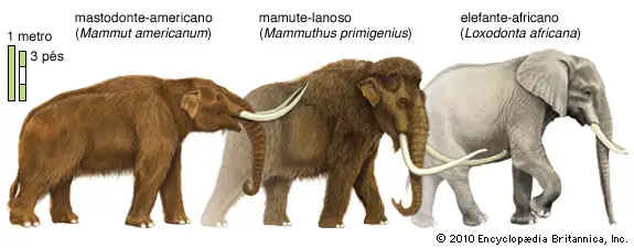 Mammoth/Mastodon
mammoth/mastodon/african elephant
jmammal145j4
575 x 225
christine m mccabe
5th of june, 2006