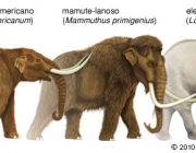 Mammoth/Mastodon
mammoth/mastodon/african elephant
jmammal145j4
575 x 225
christine m mccabe
5th of june, 2006