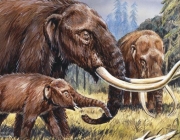 Mammut americanum 'American mastodont', found on the American continent from Alaska to Mexico during the Pliocene and Pleistocene 5.3 million to 10,000 years ago. Illustration by Michael Long.