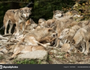 A pack of wolves on a rock