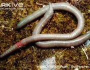ARKive image GES074154 - Giant Gippsland earthworm