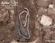 ARKive image GES081611 - Giant Gippsland earthworm