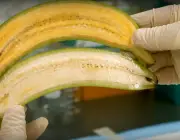 Melhoramento Genético da Banana Caturra 2
