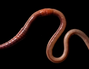 common_earthworm_-lumbricus_terrestris-