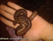 Minhocuçu 2