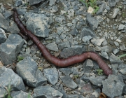 Minhocuçu 5