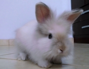Mini Coelho 1