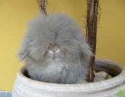 Fuzzy Lop