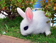 Mini Hotot