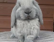 Mini Lop