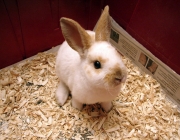 Mini Rex