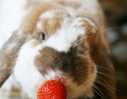 Mini Coelhos Comendo 6