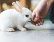 Mini Coelhos de Estimação 3