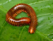 millipede macro on a green leaf