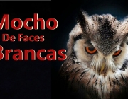 Mocho-de-Faces-Brancas 6