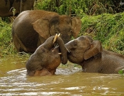 Modo de Vida do Elefante Pigmeu do Mediterrâneo 1