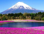 Monte Monte Fuji 5