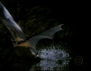 Morcego-Pescador 2