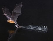 Morcego-Pescador 5
