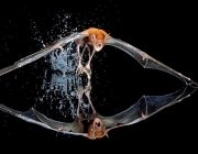 Morcego-Pescador 6