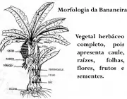 Morfologia da Bananeira 1