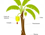 Morfologia da Bananeira 3