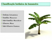 Morfologia da Bananeira 4