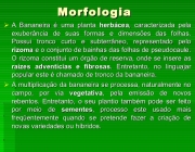 Morfologia da Bananeira 5