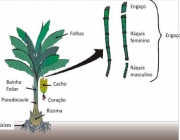 Morfologia da Bananeira 6