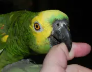 Papagaio Bicando Dedo