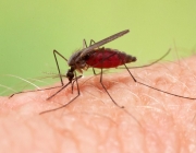 Mosquito Anopheles 2