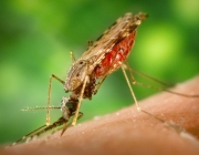 Mosquito Anopheles 3