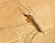 Mosquito Anopheles 4