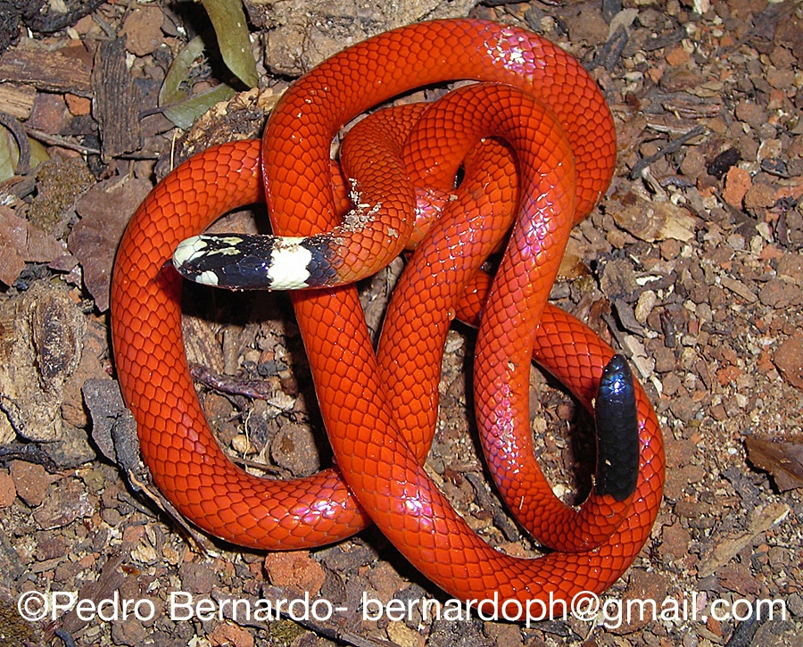 Muçurana – A Cobra de Cabeça Preta e Corpo Laranja | Mundo Ecologia